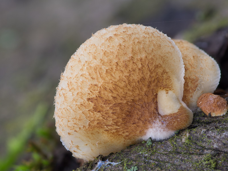 Crepidotus calolepis